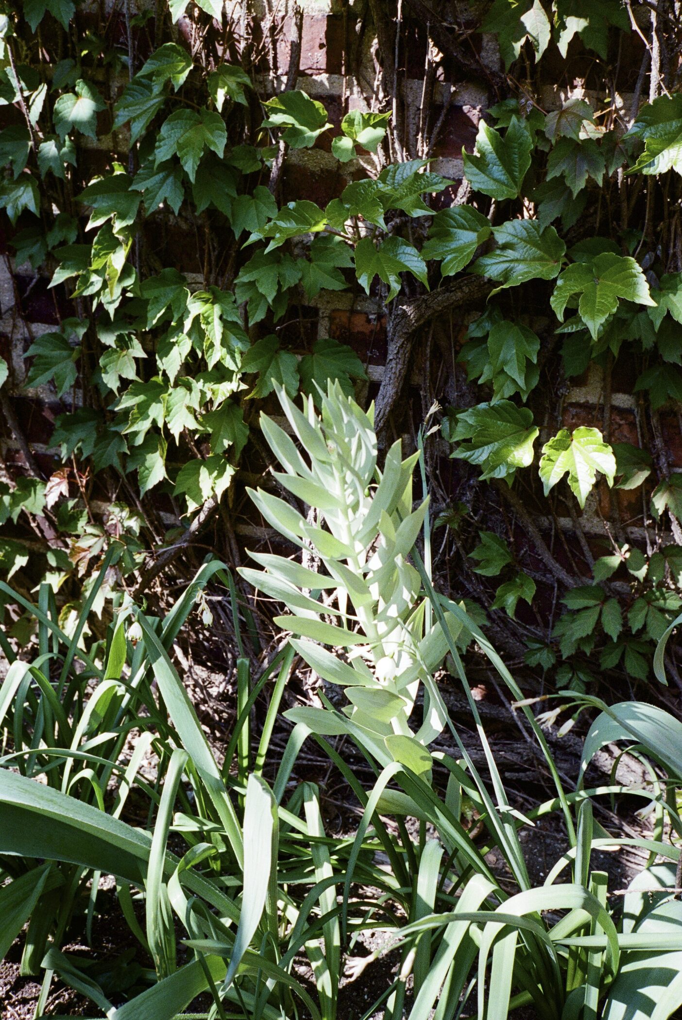 A garden wall with ivy